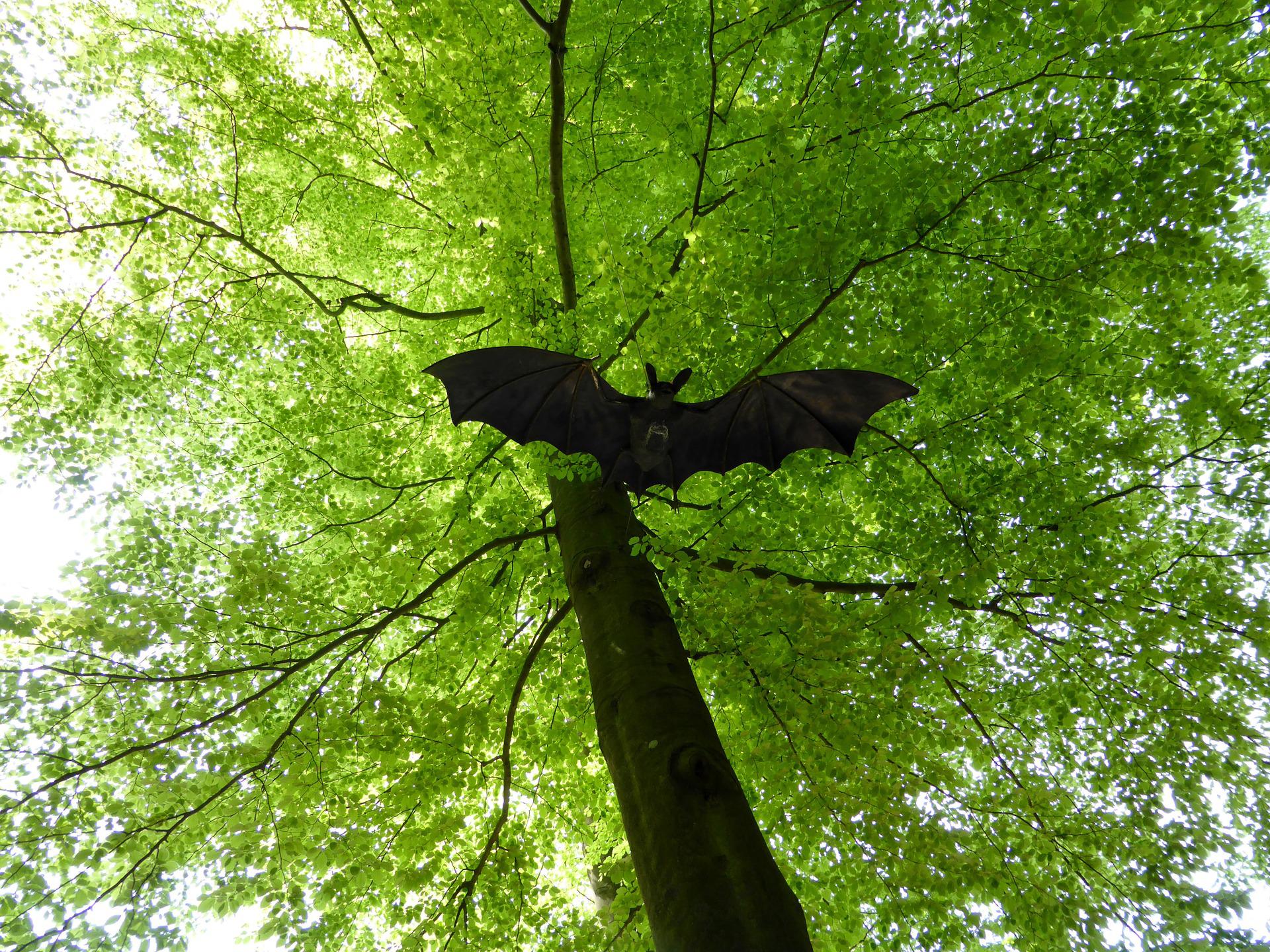 zaterdag 17 september: Vleermuizen spotten in het Schiebroekse Park