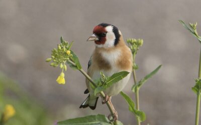 Vogels kijken vanaf Belevenisboerderij Schieveen